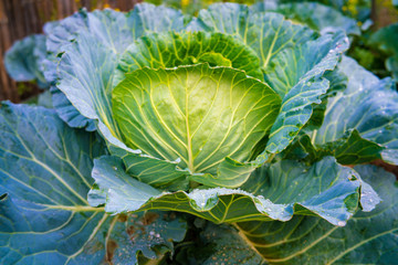 Green organic cabbage vegetable head with leaf