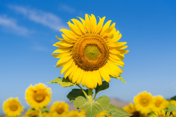 Obraz premium Sunflower and blue sky