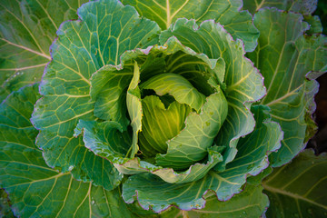 Obraz premium Green organic cabbage vegetable head with leaf