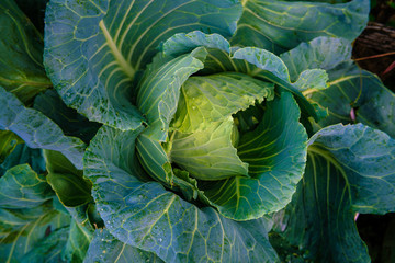 Fototapeta premium Green organic cabbage vegetable head with leaf