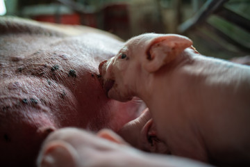 Piggy new born farm sucking milk breading