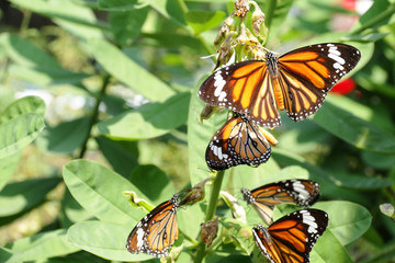 A beautiful butterfly in the garden