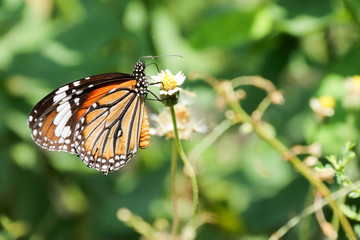 A beautiful butterfly in the garden
