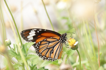 A beautiful butterfly in the garden