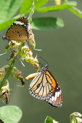 A beautiful butterfly in the garden