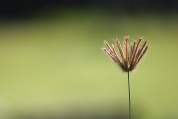 grass seed with green background
