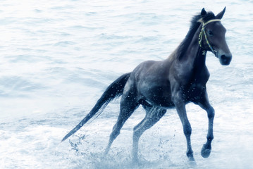 Fototapeta na wymiar Horse Running In Sea