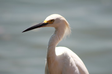  close up of a heron on the beach
