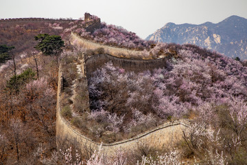 The Great Wall in Beijing, China.The spring of the great wall of China is full of pink peach blossom © Liu Lei