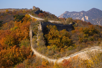 The Great Wall in Beijing, China. The autumn of yellow leaves on the great wall of China. © Liu Lei