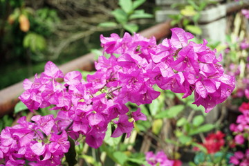 Fototapeta na wymiar Purple bougainvillea flowers in the flower garden