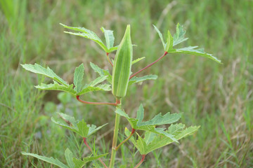 The okra flower in the field