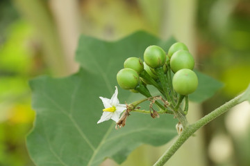 A bunch of eggplant with the flower