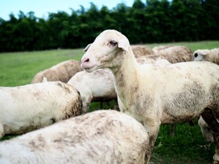 A dirty wool sheep is eating grass in a green lawn.