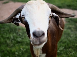 A dirty wool sheep is eating grass in a green lawn.