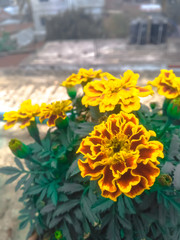 Some beautiful blooming yellow marigold flowers in rooftop garden