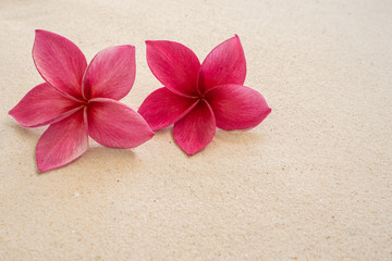 Fototapeta na wymiar Red plumeria flower on yellow sand at the beach.