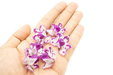 Mans hand holding Rhynchostylis orchid 