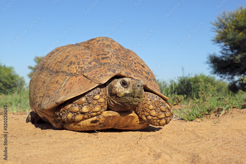 Wall mural Leopard tortoise (Stigmochelys pardalis) in natural habitat, South Africa.