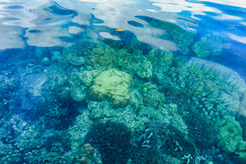 Fototapeta na wymiar Clear sea water sees coral reefs underwater at Surin Islands National Park, Phang Nga, Thailand.