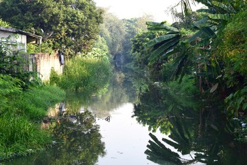 Fototapeta na wymiar river in the jungle