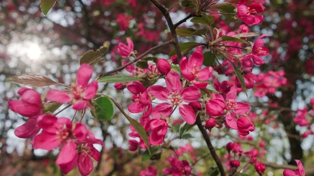 Red crab apple flowers on an apple tree close up in spirng