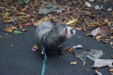 ferret on a leash in the park autnum