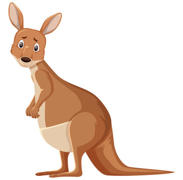Sad looking kangaroo standing on white background
