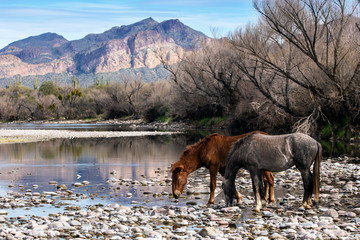 Salt River Wild Horses