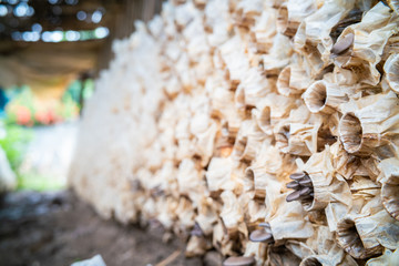 Mushrooms white Portobello and champignons factory