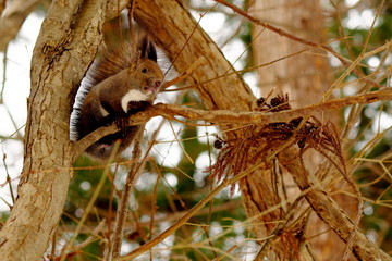 木の実を探すエゾリス