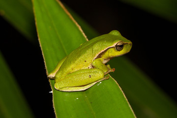 Leaf-green Tree Frog