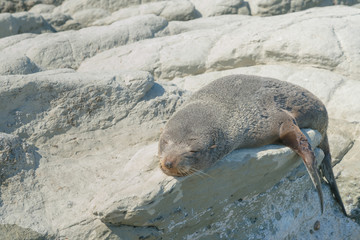 Cute sleeping sea lion on sea rock over seacoast
