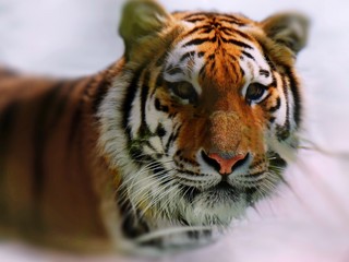 Close-Up Portrait Of Tiger