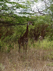 Foret Réserve de Bandia National Park in Dakar in Senegal - DKR