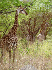 Foret Réserve de Bandia National Park in Dakar in Senegal - DKR