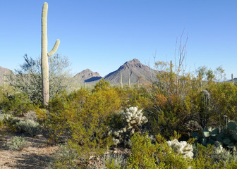Tucson Landscape