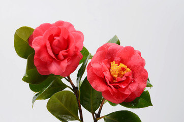 Blooming red camellia on white background