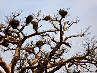 Foret Réserve de Bandia National Park in Dakar in Senegal - DKR