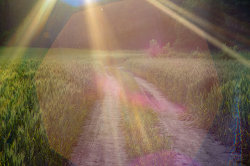 Rural dirt road among a cereal field, sun rays and optical flare