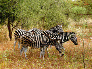 Foret Réserve de Bandia National Park in Dakar in Senegal - DKR