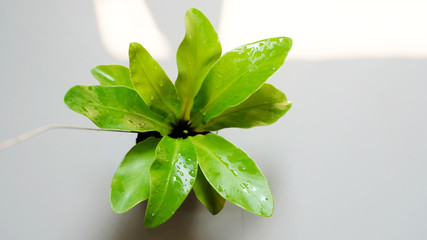 Green leaf with water drop on white background