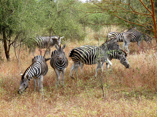 Foret Réserve de Bandia National Park in Dakar in Senegal - DKR