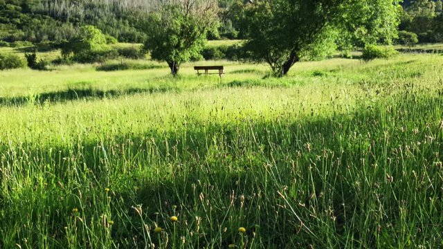 Green grass and flower field with trees and sitting bench to relax and enjoy nature.