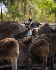 Young kangaroo looking up inside a pack