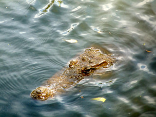 Foret Réserve de Bandia National Park in Dakar in Senegal - DKR