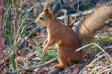 Naklejka na ściany i meble Western Siberia. Squirrel in the forest.
