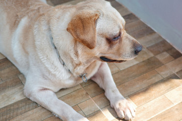 The alertness of labrador retriever