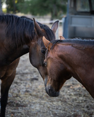 Two horses showing affection love