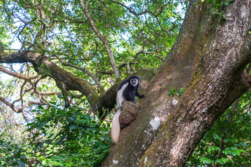 Wild colobus guereza monkey sitting on the branch in tropical forest near city Arusha, Tanzania, Africa